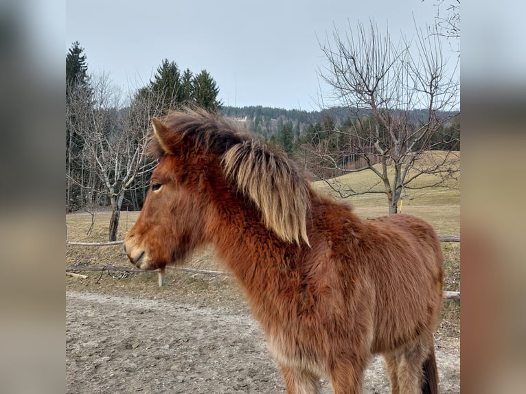 Icelandic Horse Gelding 2 years 14 hh Brown in Dellach