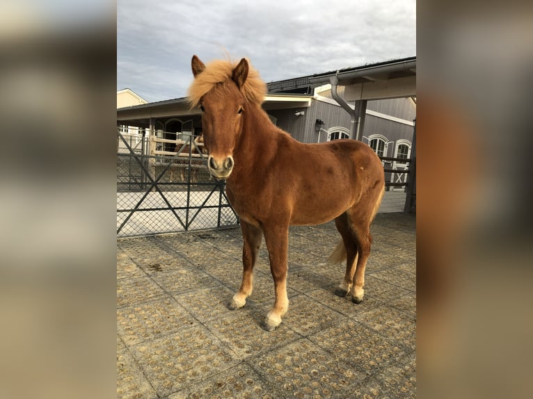 Icelandic Horse Gelding 2 years 14 hh Chestnut-Red in Diersbach Icelandic Horse Gelding 2 years 14 hh Chestnut-Red in Diersbach