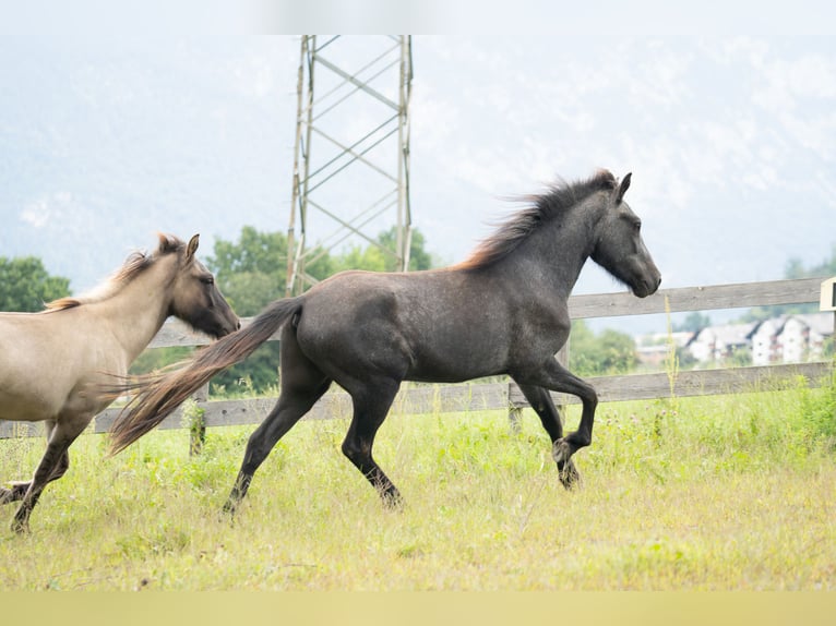 Icelandic Horse Gelding 2 years 14 hh Grey-Dark-Tan in Kirchbichl