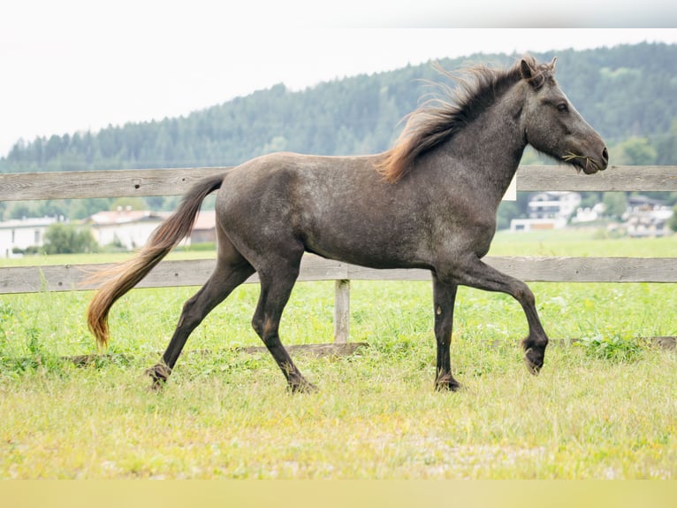 Icelandic Horse Gelding 2 years 14 hh Grey-Dark-Tan in Kirchbichl