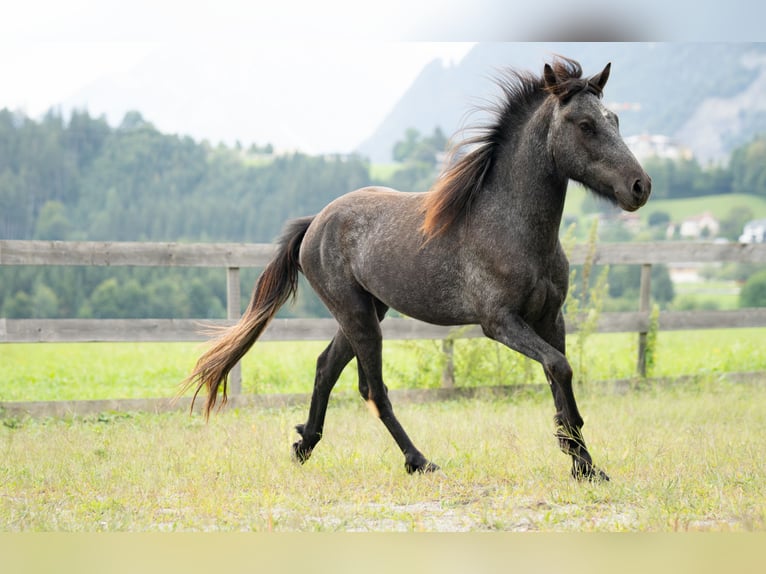 Icelandic Horse Gelding 2 years 14 hh Grey-Dark-Tan in Kirchbichl