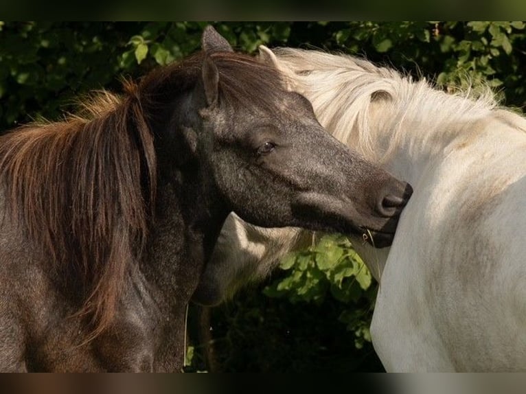 Icelandic Horse Gelding 2 years 14 hh Grey-Dark-Tan in Kirchbichl