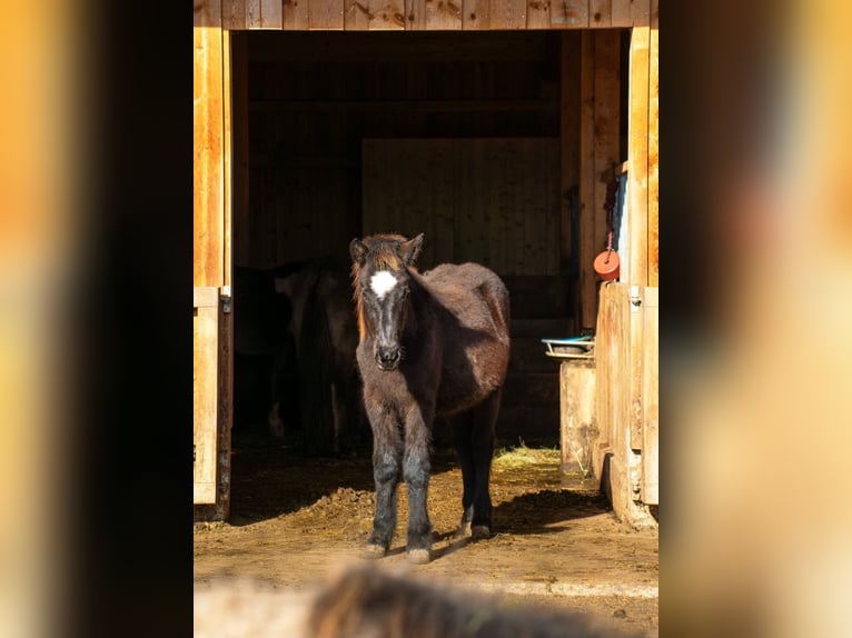 Icelandic Horse Gelding 2 years 14,1 hh Black in Mariapfarr
