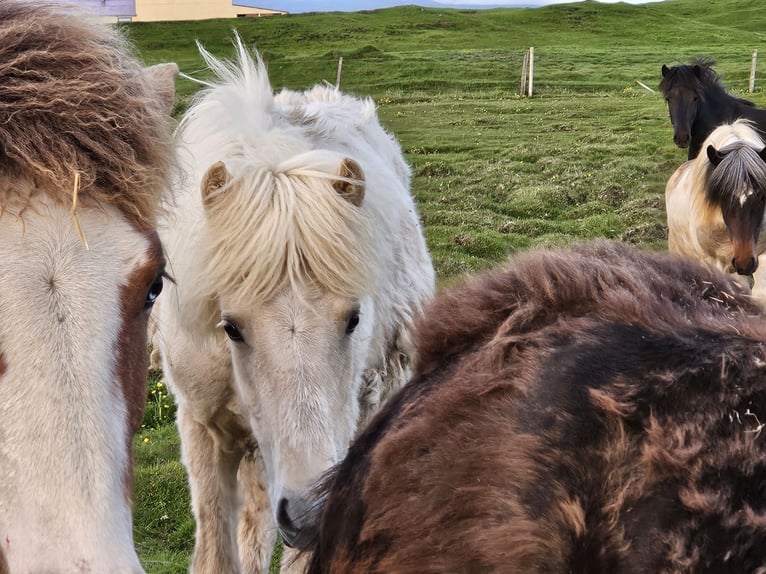 Icelandic Horse Gelding 2 years 14,1 hh White in Hella