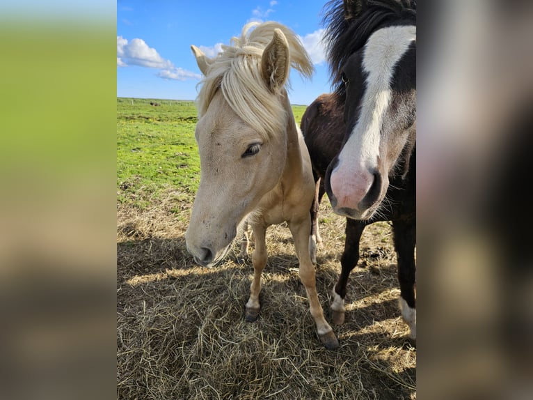 Icelandic Horse Gelding 2 years 14,1 hh White in Hella