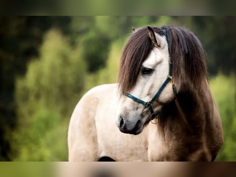 Icelandic Horse Gelding 2 years Brown in Greifenburg