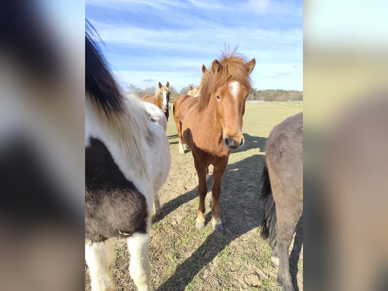 Icelandic Horse Gelding 2 years Chestnut-Red in Neustrelitz