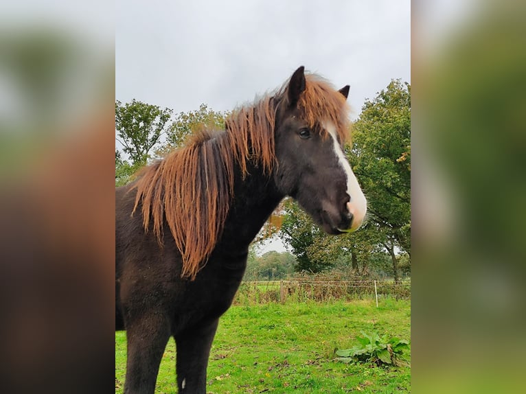 Icelandic Horse Gelding 2 years Dun in Kessel