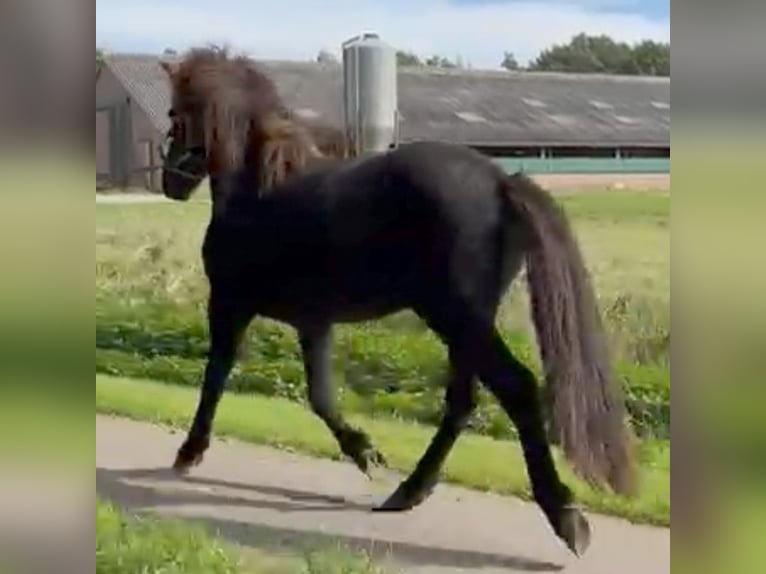 Icelandic Horse Gelding 2 years Dun in Kessel