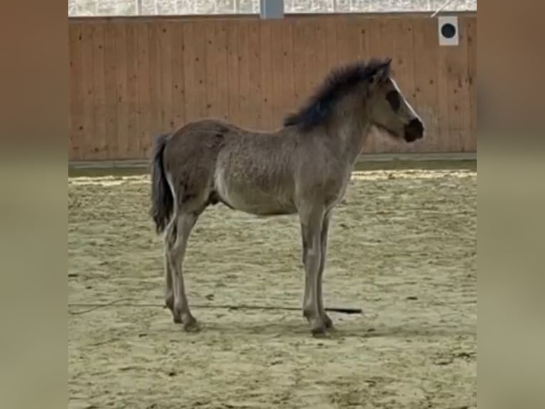 Icelandic Horse Gelding 2 years Dun in Kessel