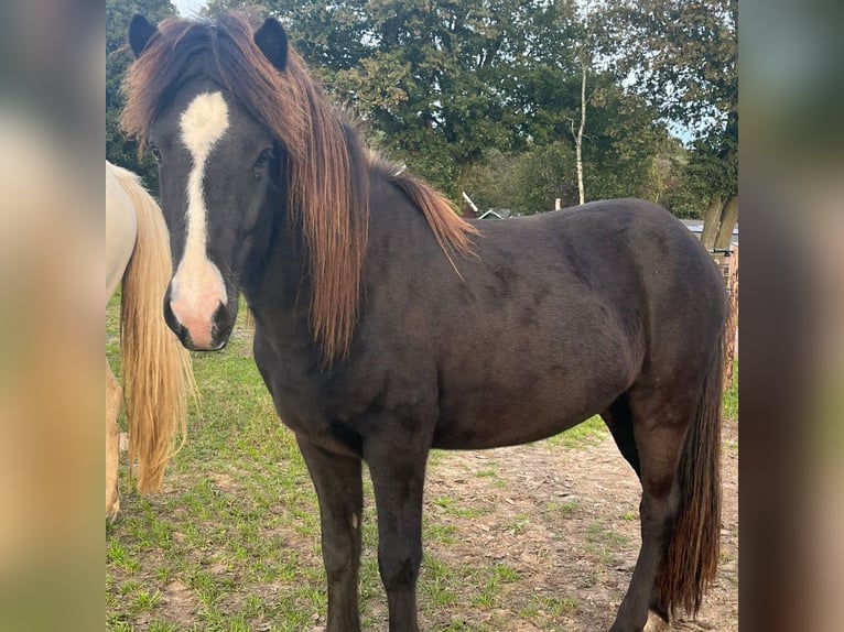 Icelandic Horse Gelding 2 years Dun in Kessel