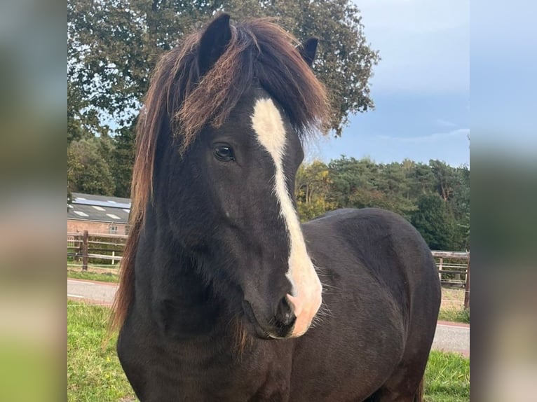 Icelandic Horse Gelding 2 years Dun in Kessel