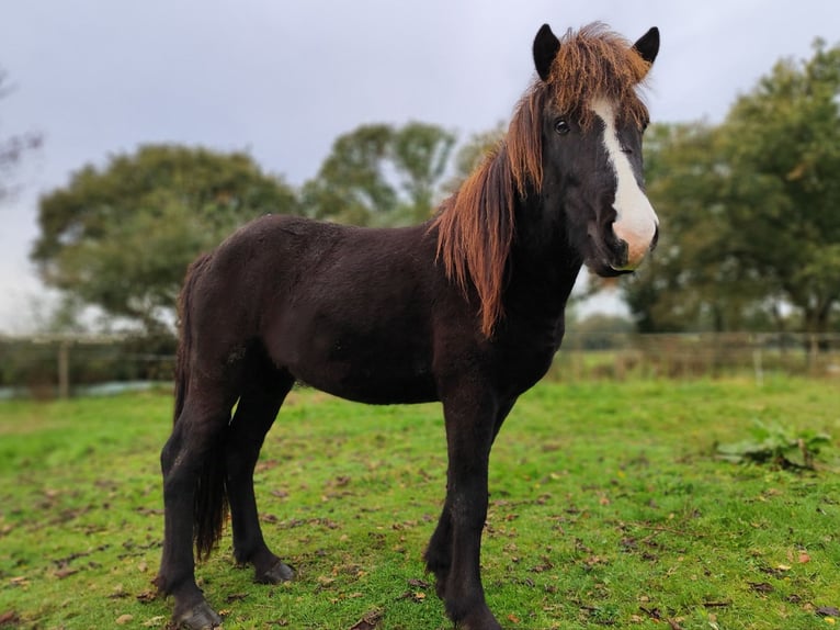 Icelandic Horse Gelding 2 years Dun in Kessel