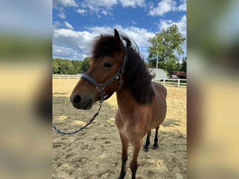 Icelandic Horse Gelding 3 years 12.2 hh Roan-Bay in Heiden