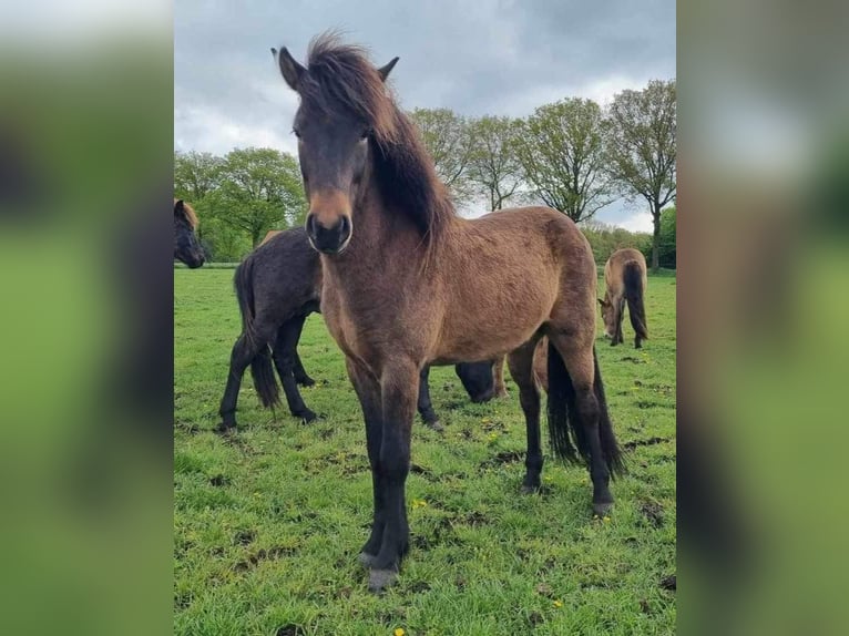 Icelandic Horse Gelding 3 years 13,1 hh Bay-Dark in Heythuysen