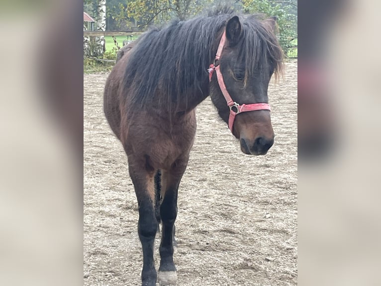 Icelandic Horse Gelding 3 years 13,1 hh Bay-Dark in Triftern