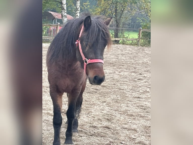 Icelandic Horse Gelding 3 years 13,1 hh Brown in Triftern