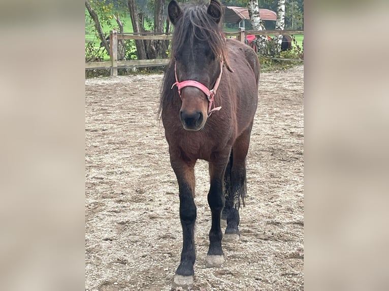 Icelandic Horse Gelding 3 years 13,1 hh Brown in Triftern