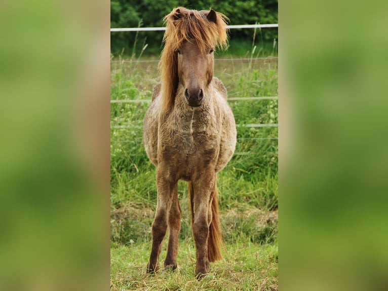 Icelandic Horse Gelding 3 years 13,1 hh Palomino in Saarland