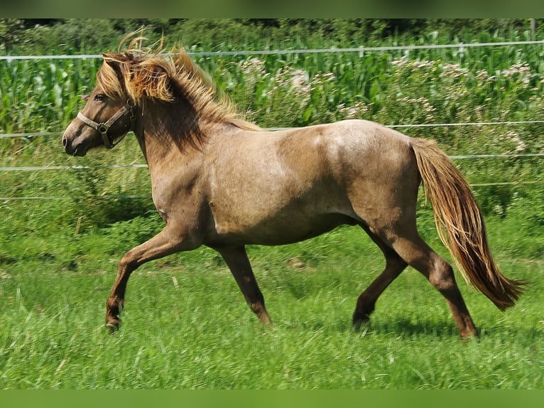 Icelandic Horse Gelding 3 years 13,1 hh Palomino in Saarland