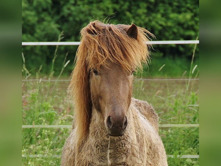 Icelandic Horse Gelding 3 years 13,1 hh Palomino in Saarland