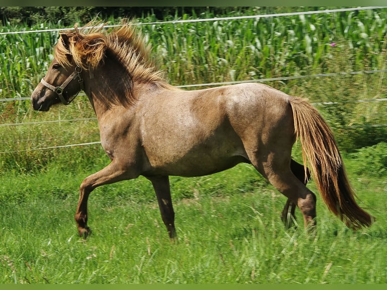 Icelandic Horse Gelding 3 years 13,1 hh Palomino in Saarland