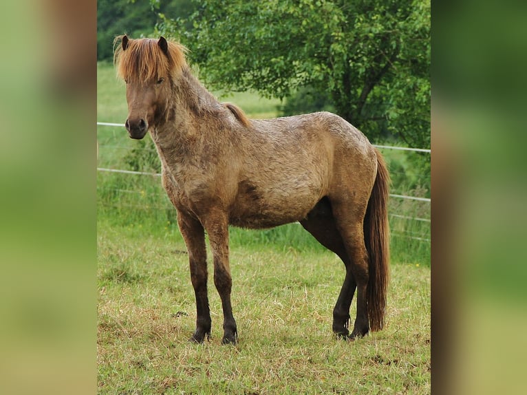 Icelandic Horse Gelding 3 years 13,1 hh Palomino in Saarland