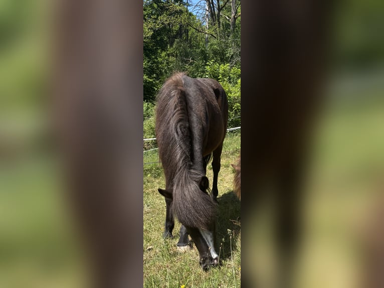 Icelandic Horse Gelding 3 years 13.2 hh Black in Blieskastel