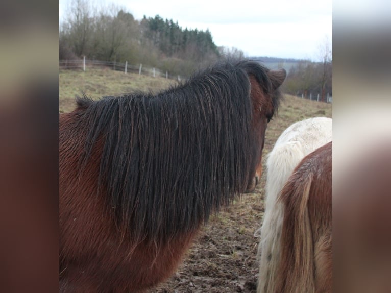 Icelandic Horse Gelding 3 years 13.2 hh Brown in Brauneberg