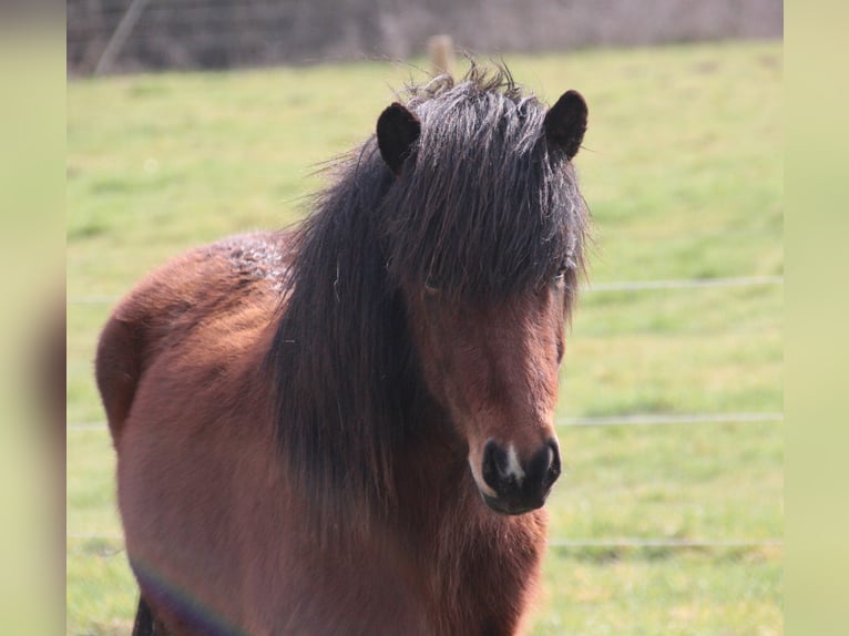 Icelandic Horse Gelding 3 years 13.2 hh Brown in Brauneberg