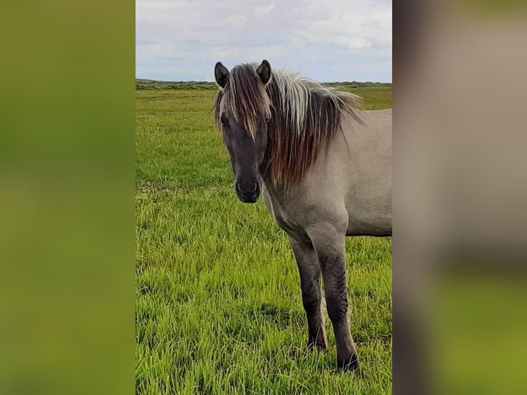 Icelandic Horse Gelding 3 years 13,2 hh Dun in Hvolsvelli