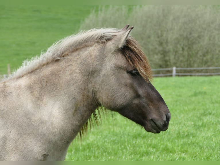 Icelandic Horse Gelding 3 years 13,2 hh Dun in Holzheim