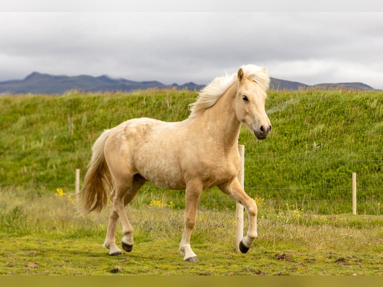 Icelandic Horse Gelding 3 years 13.2 hh Palomino in Hvolsvöllur