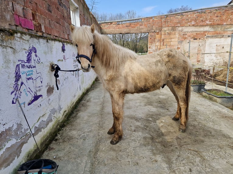 Icelandic Horse Gelding 3 years 13,2 hh Palomino in Warburg