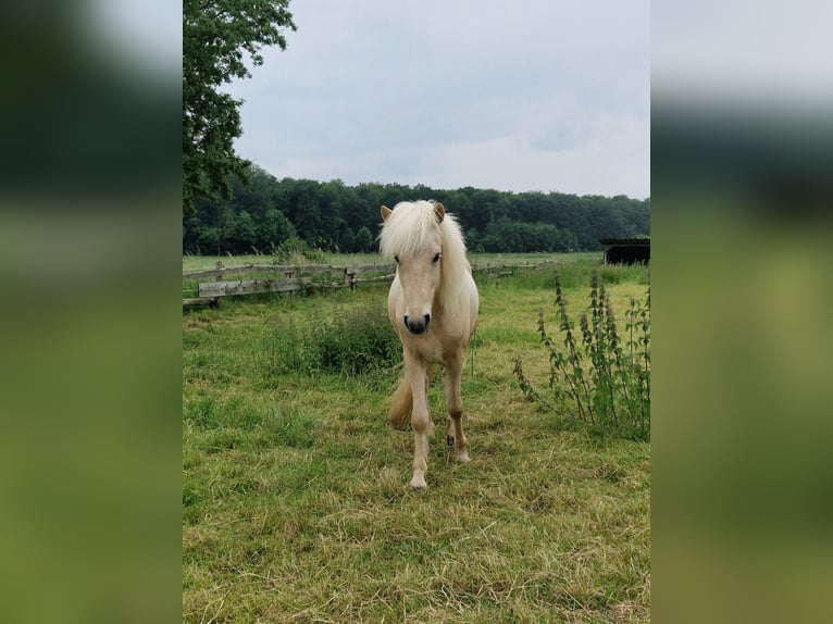 Icelandic Horse Gelding 3 years 13,2 hh Palomino in Warburg