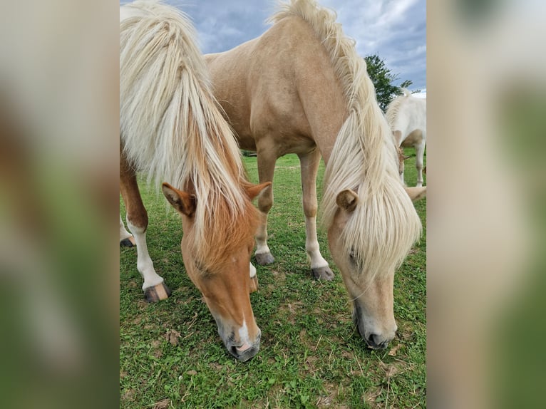 Icelandic Horse Gelding 3 years 13,2 hh Palomino in Warburg