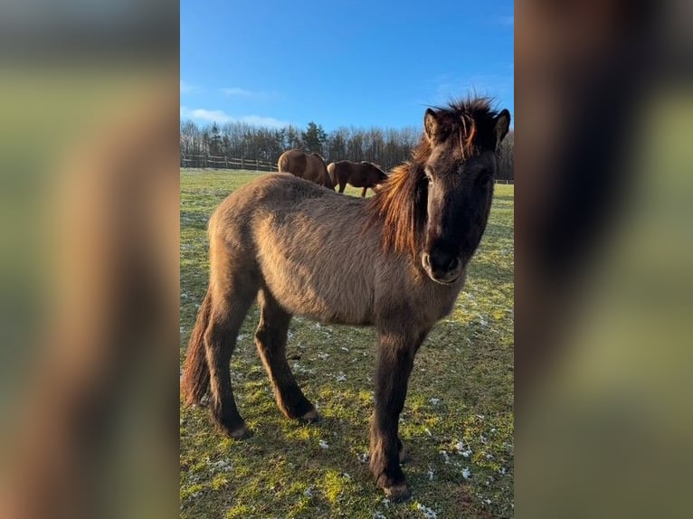 Icelandic Horse Gelding 3 years 13,3 hh Dun in Fulda