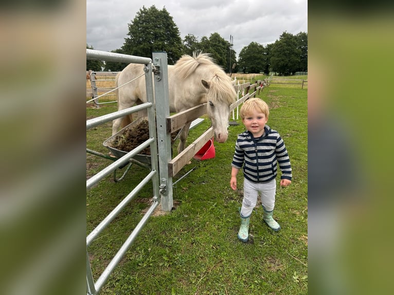 Icelandic Horse Gelding 3 years 13.3 hh Pinto in Kranenburg