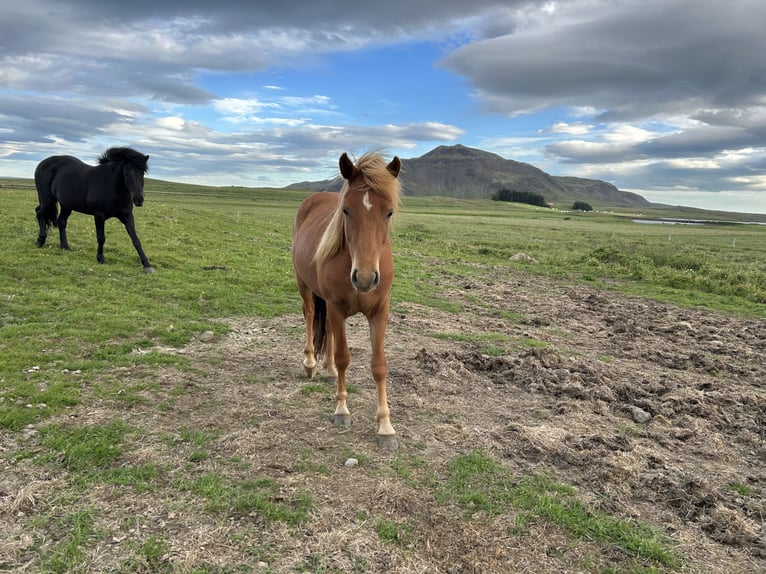Icelandic Horse Gelding 3 years 13 hh Chestnut in selfoss