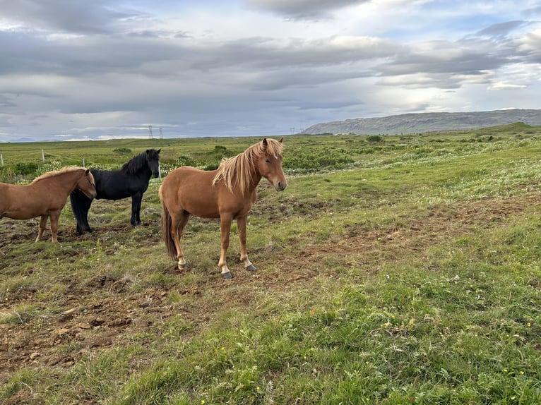 Icelandic Horse Gelding 3 years 13 hh Chestnut in selfoss