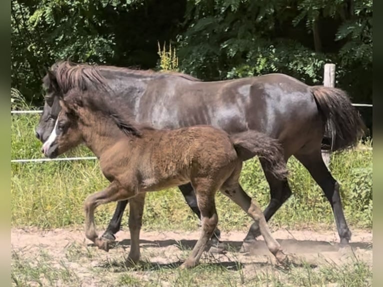 Icelandic Horse Gelding 3 years 13,2 hh Black in Blieskastel