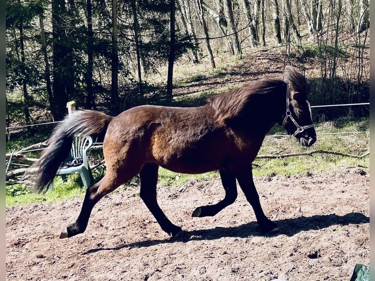 Icelandic Horse Gelding 3 years 13,2 hh Black in Blieskastel