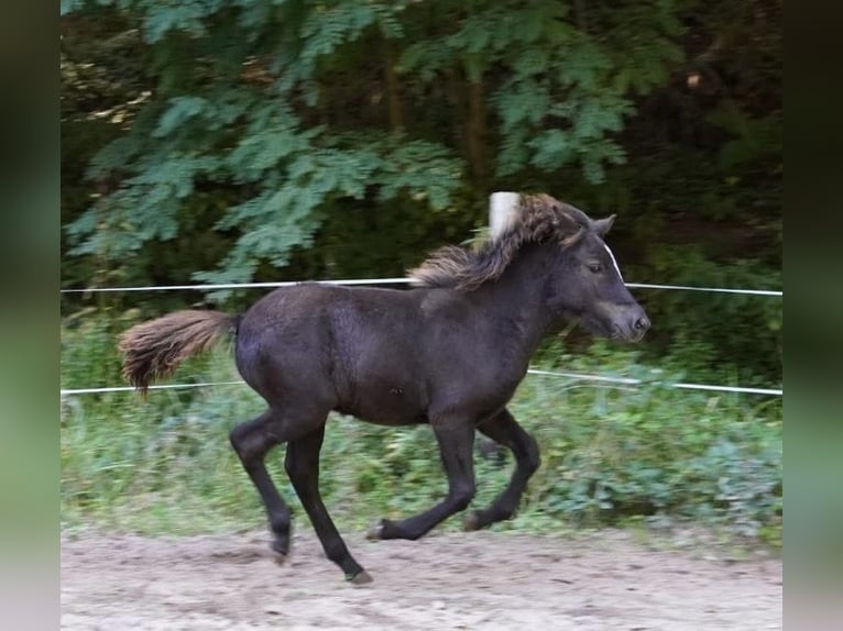Icelandic Horse Gelding 3 years 13,2 hh Black in Blieskastel