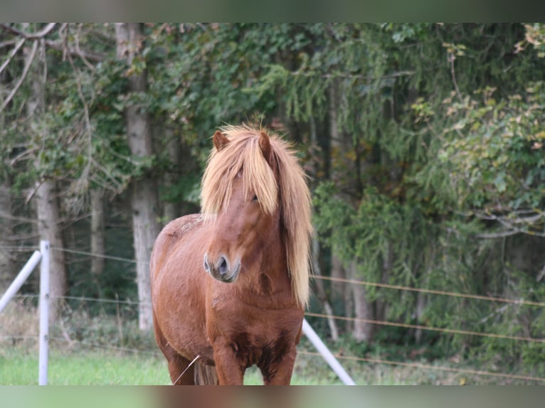 Icelandic Horse Gelding 3 years 13,2 hh Chestnut-Red in Müsch