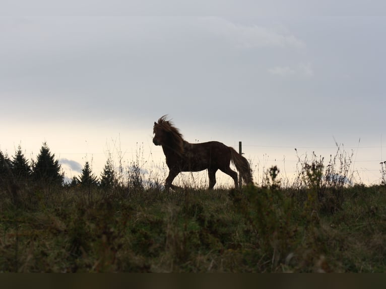 Icelandic Horse Gelding 3 years 13,2 hh Chestnut-Red in Müsch