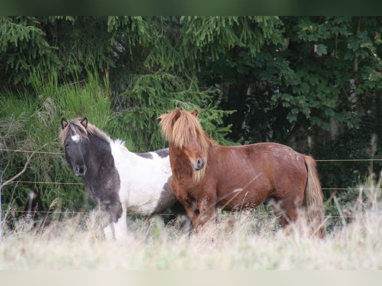 Icelandic Horse Gelding 3 years 13,2 hh Chestnut-Red in Müsch