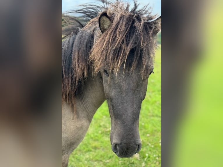 Icelandic Horse Gelding 3 years 13,3 hh Dun in Fulda