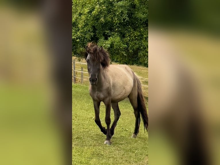 Icelandic Horse Gelding 3 years 13,3 hh Dun in Fulda