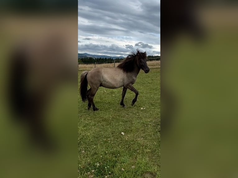 Icelandic Horse Gelding 3 years 13,3 hh Dun in Fulda