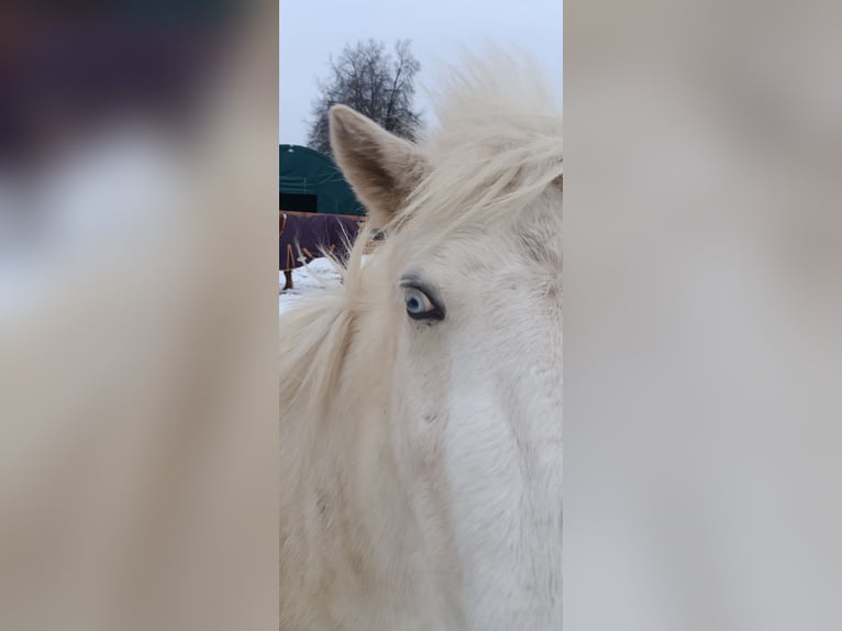 Icelandic Horse Gelding 3 years 13,3 hh Pinto in Oldendorf